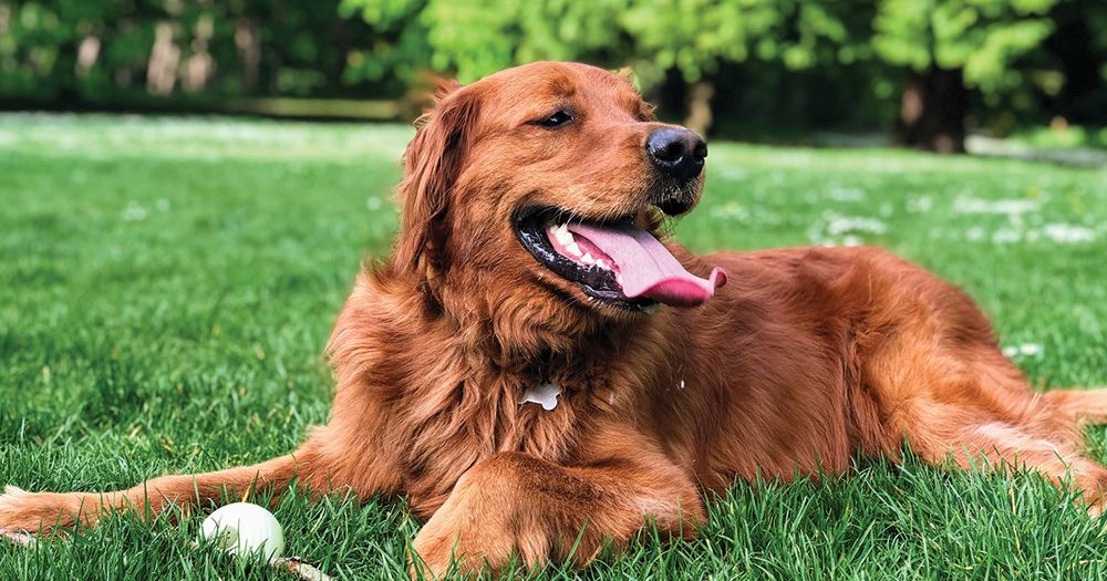 A dog with a ball laying in the grass