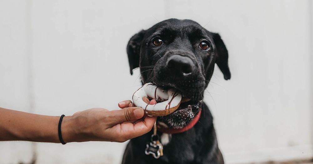 A dog eating a treat shaped like a donut