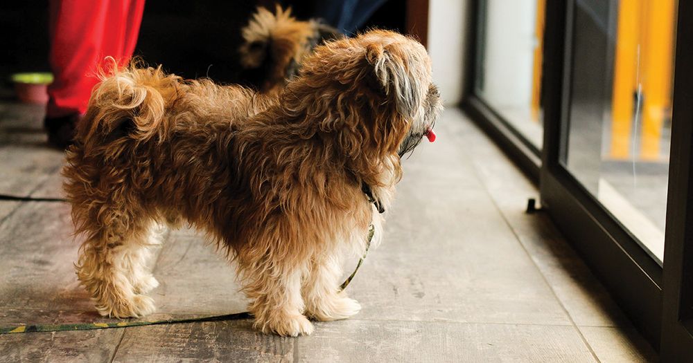 A dog looking out a window