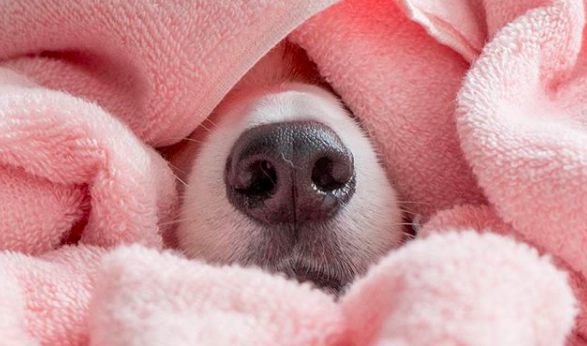 Screen-Shot-2018-08-09-at-1.10.49-PM