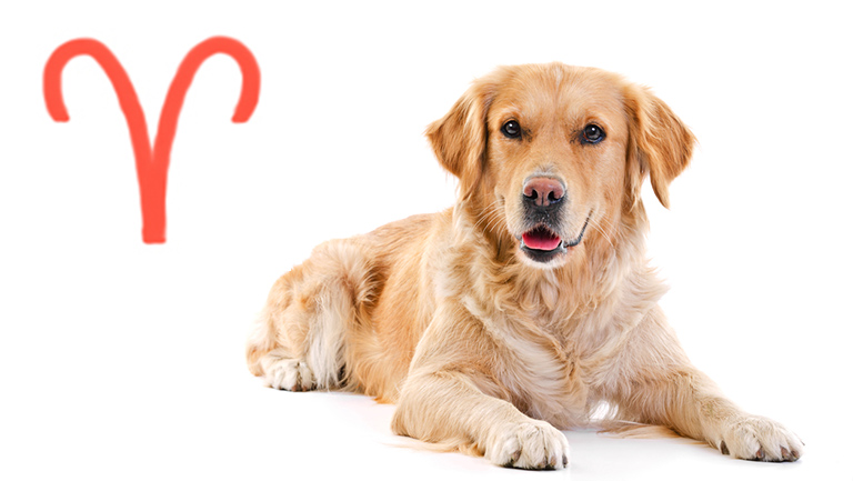 aries-dog