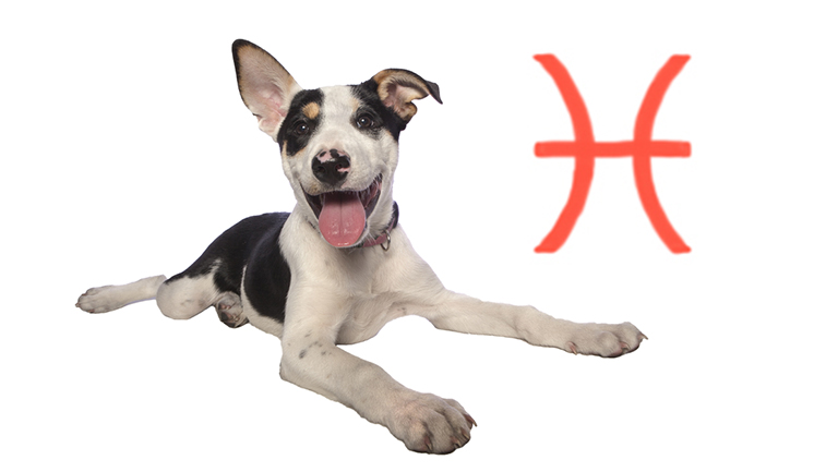 pisces-dog