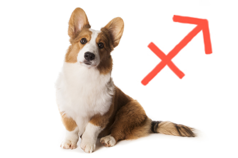 sagittarius-dog