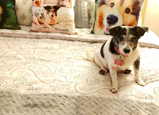 Screen-Shot-2019-03-04-at-4.38.01-PM