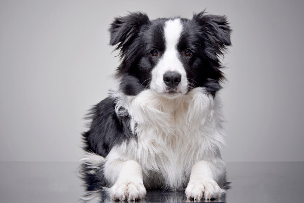 young-border-collie-poses-on-table