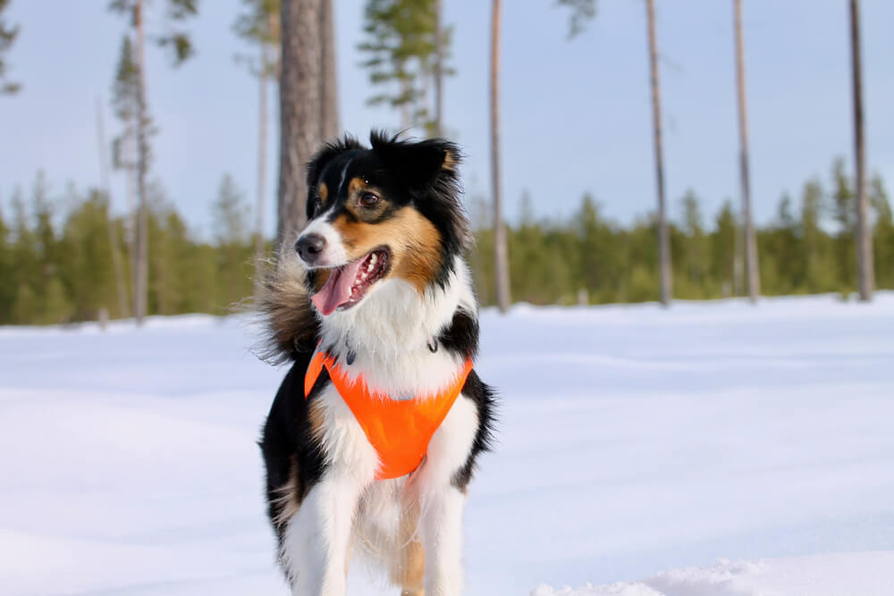australian-shepherd-goes-out-on-hike