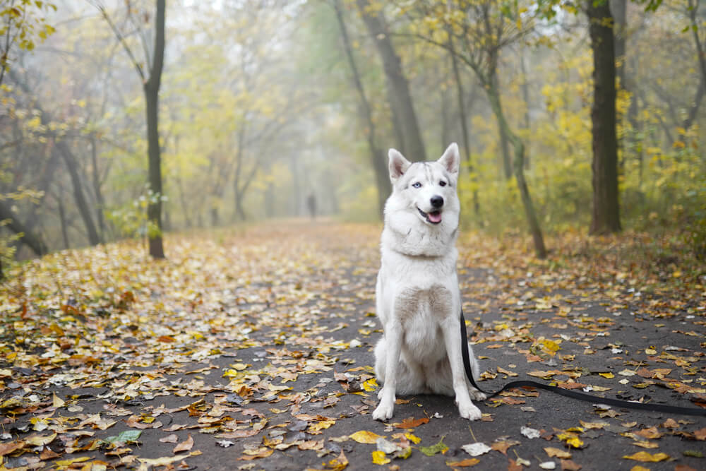 siberian-husky-on-a-fall-hike