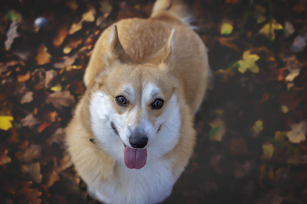 welsh-corgi-goes-for-a-hike-1-