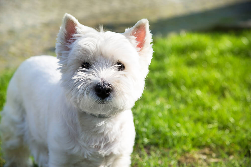 west-highland-white-terrier-hypoallergenic-small-dog-2