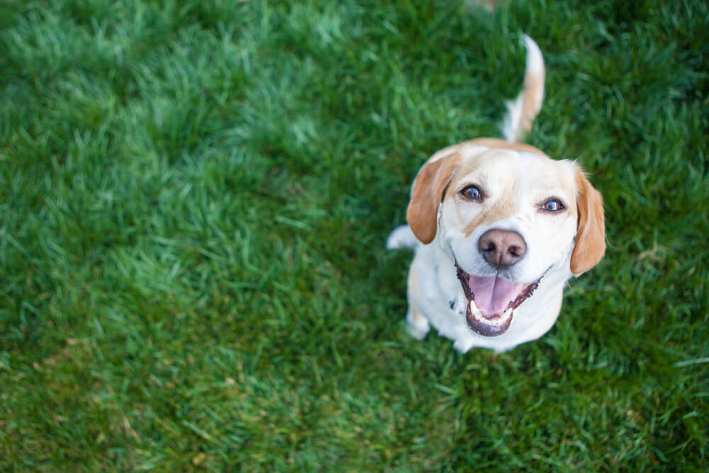 mix-breed-dog-smiling-outdoors
