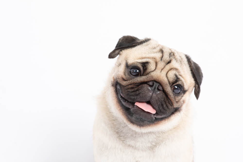 portrait-of-happy-pug-puppy