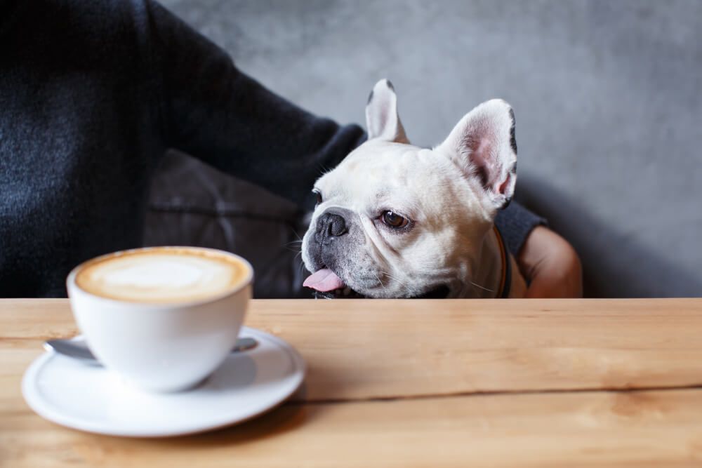 french-bulldog-cappuccino-coffee-safe-for-dogs