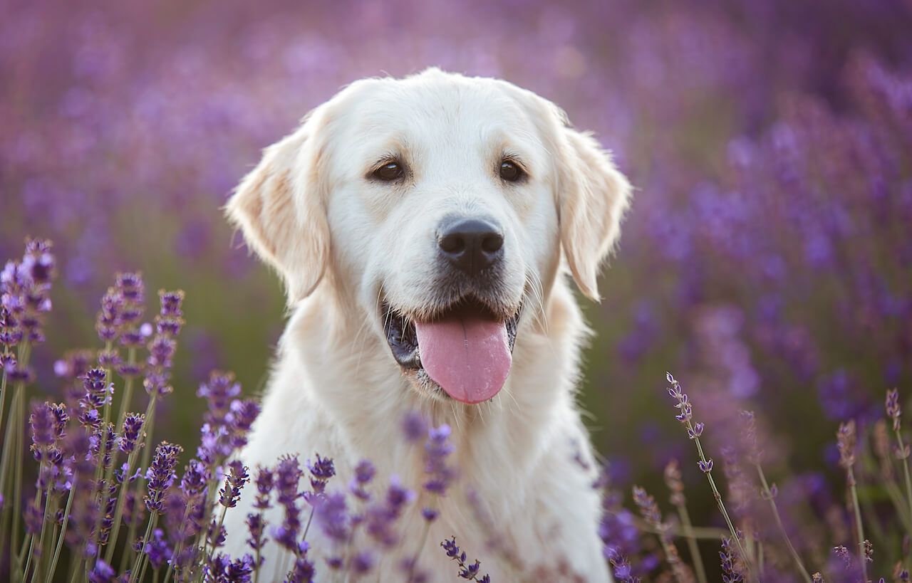 golden_retrieber_lavender_is_it_safe