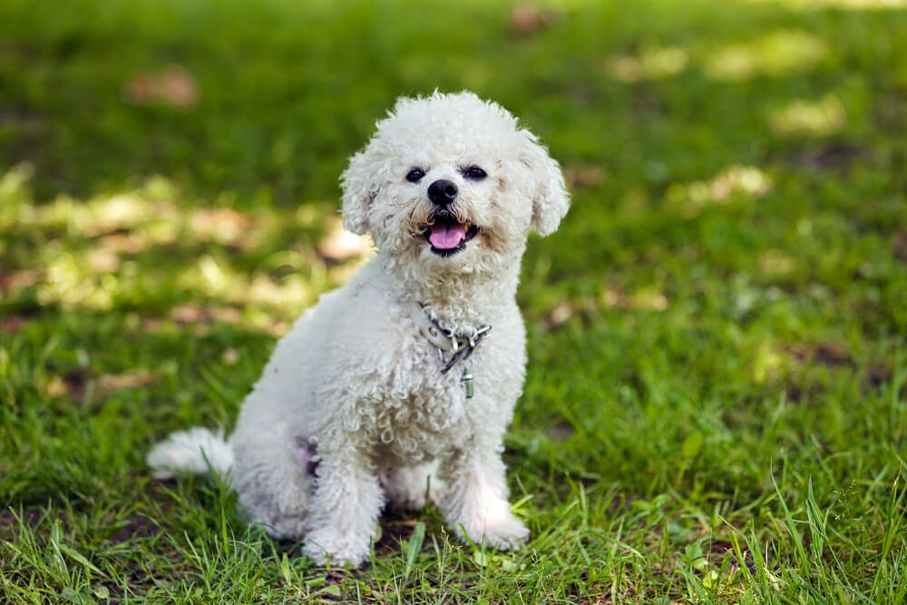 bichon-frise-poses-happily-outdoors