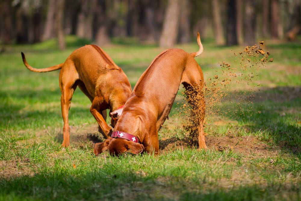 two-dogs-dig-a-large-whole-in-the-backyard