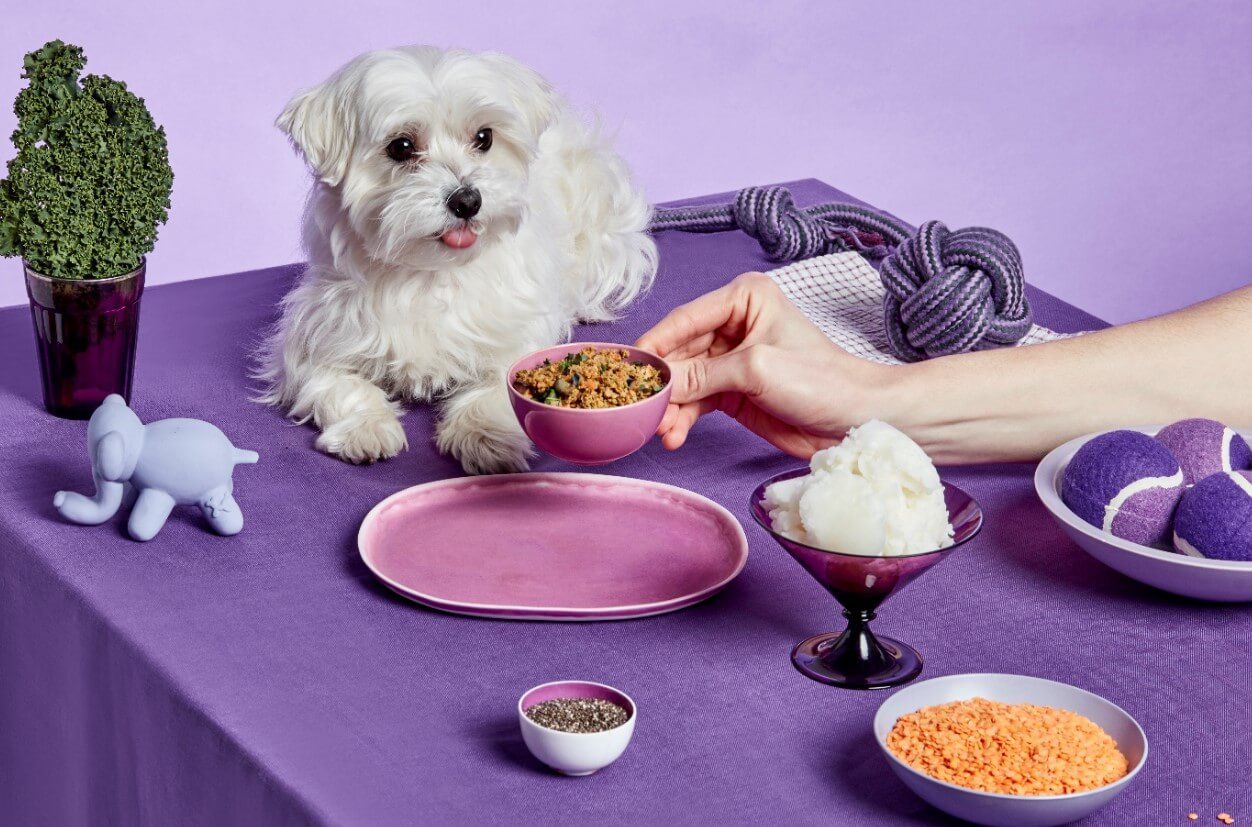 dog-laying-on-table-being-fed