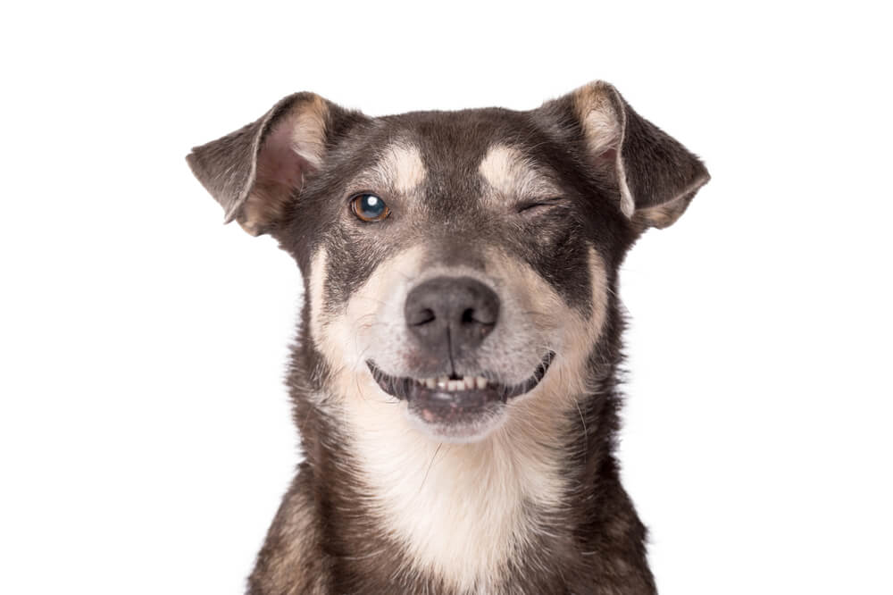 dog-with-one-eye-closed-winking