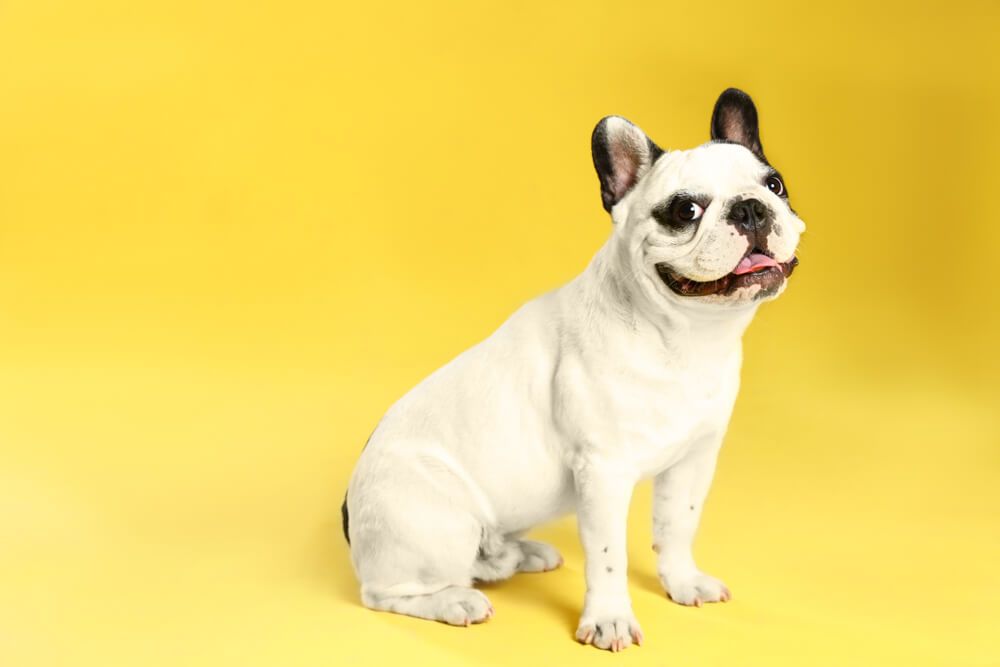 french-bulldog-smiling