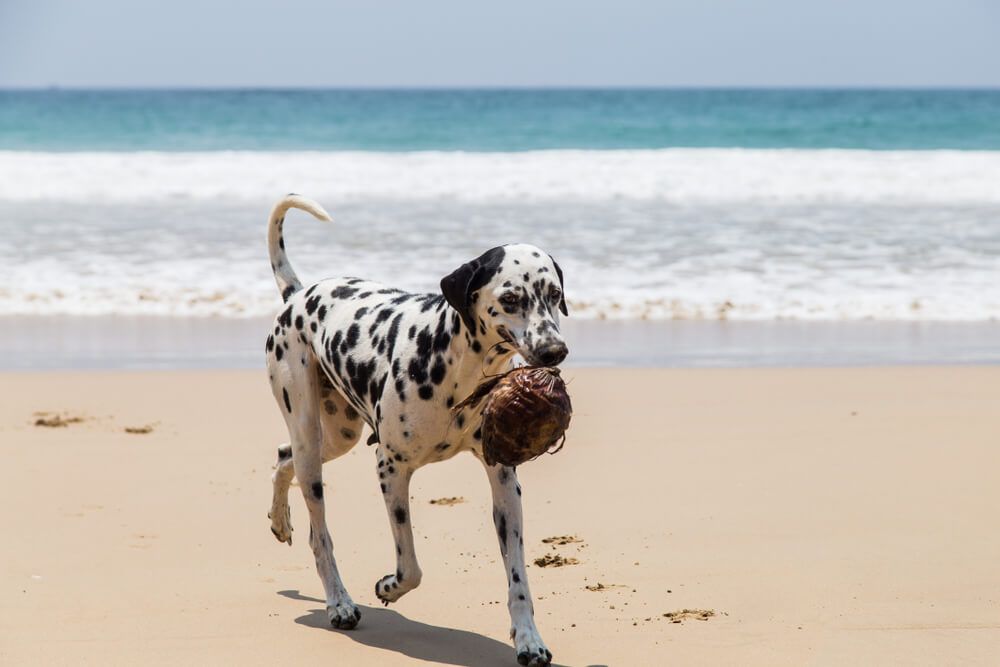 dalmation-drinks-coconut-milk-on-beach