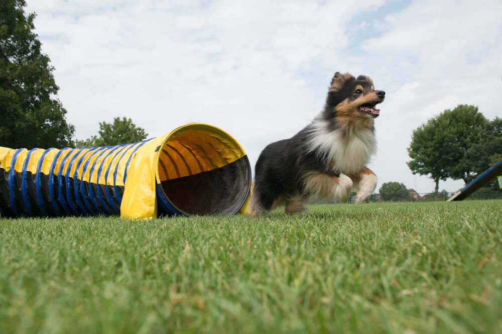 dog-completes-an-obstacle-course-in-yard