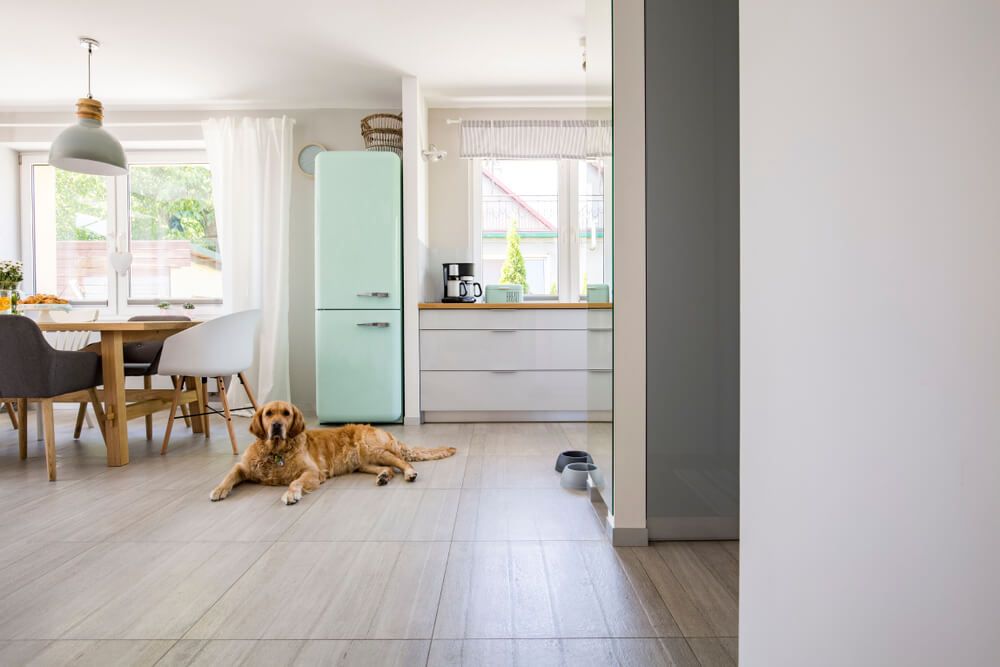 hound-lab-dog-lays-on-the-floor-of-a-kitchen