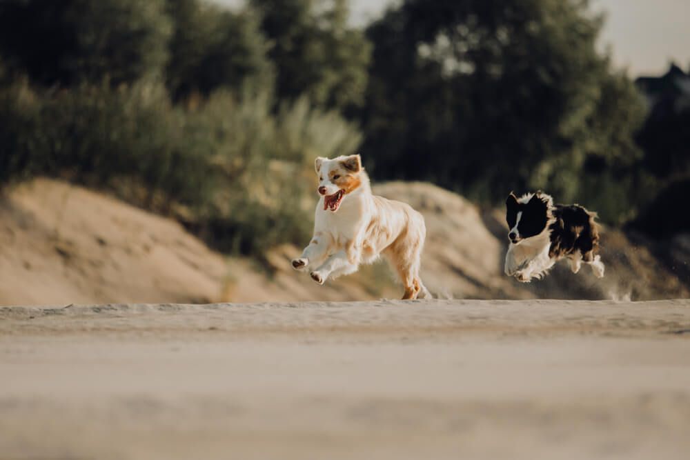 australian-shepherds-run-together-on-a-beach
