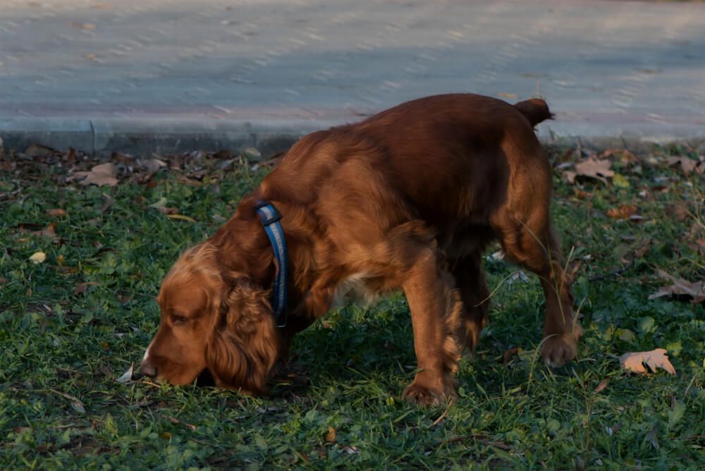 dog-practices-nose-work-outside-in-the-fall