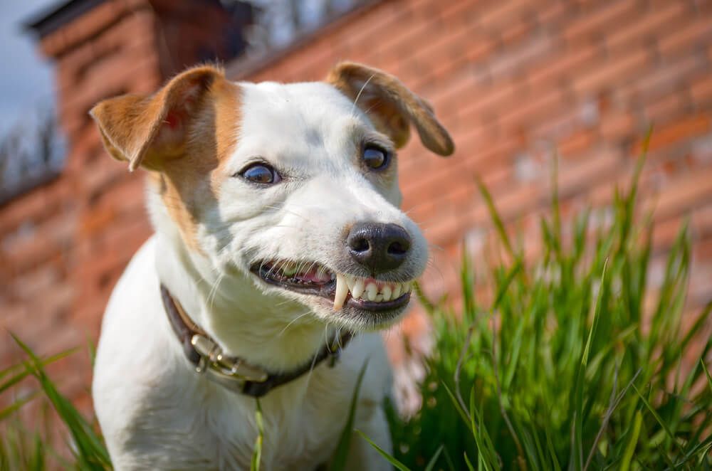 small-dog-bares-teeth-aggressively
