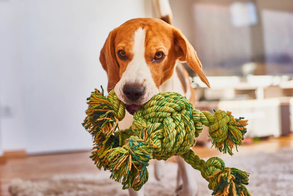 Dog-plays-fetch-indoor-with-his-owner
