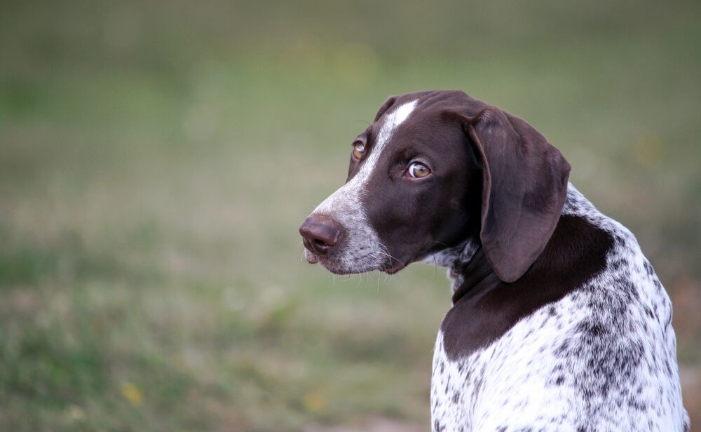 German-Shorthaired-Pointer-outdoor-portrait-