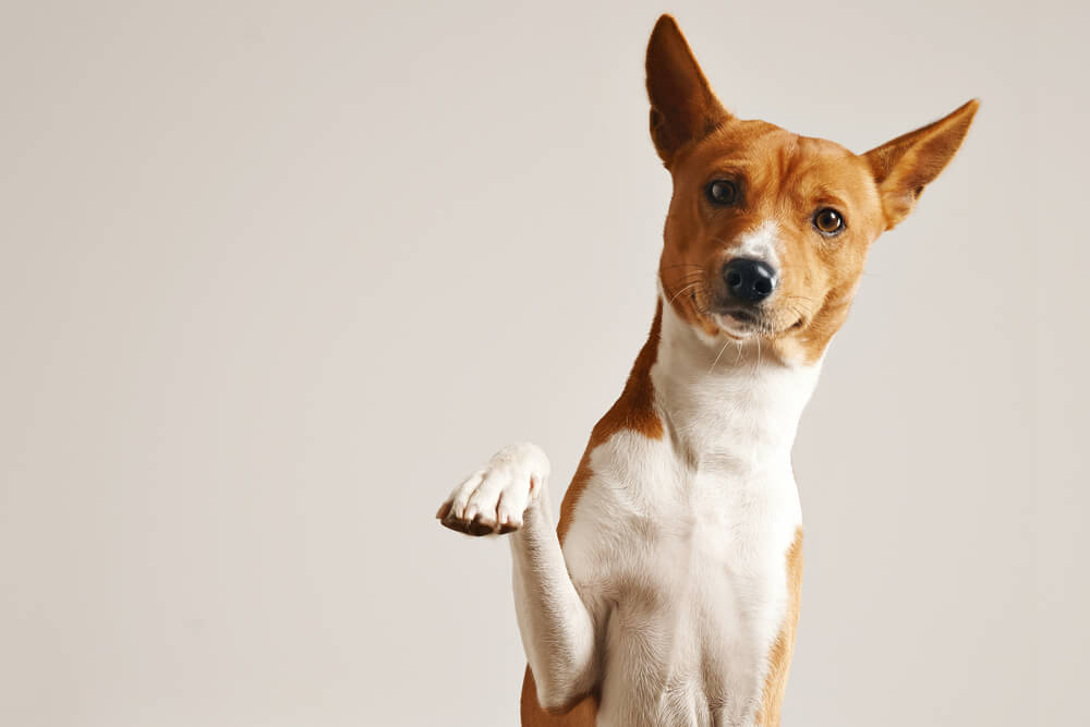 basenji-shows-off-freshly-trimmed-nails