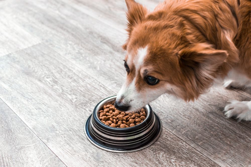 dog-eats-dried-kibble-dog-food