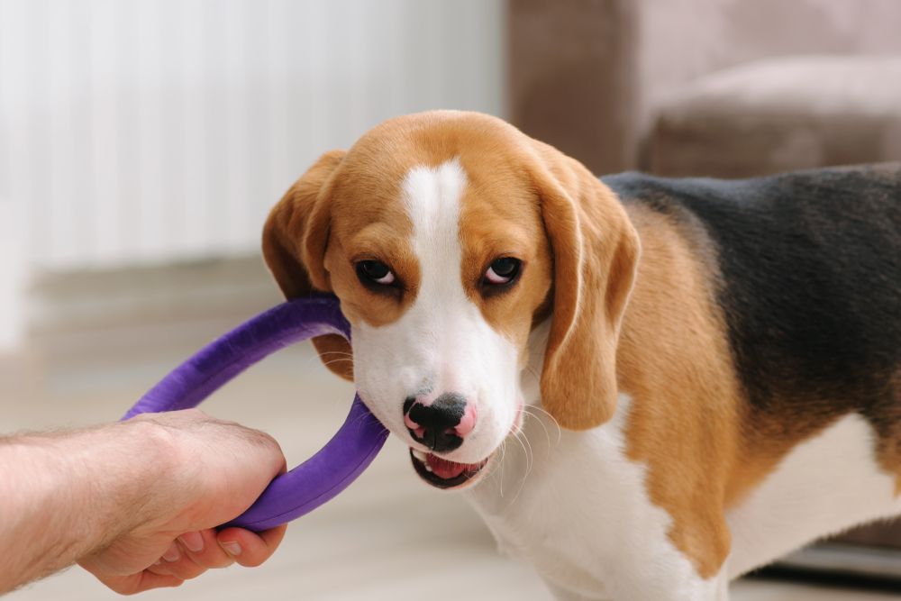 dog-plays-tug-of-war-indoors-with-his-owner