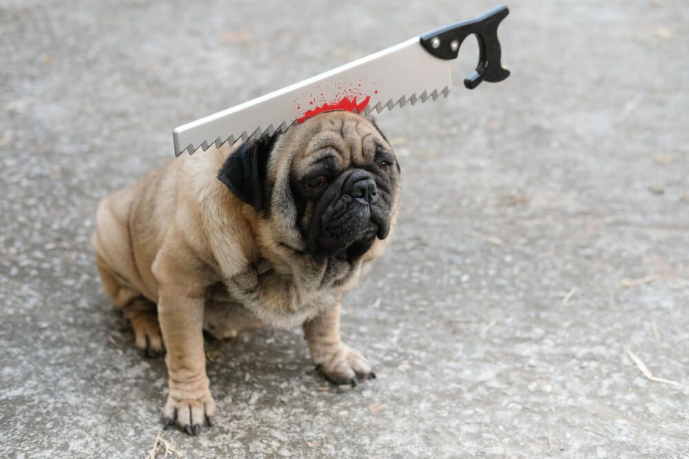 dog-with-a-funny-costume-for-halloween