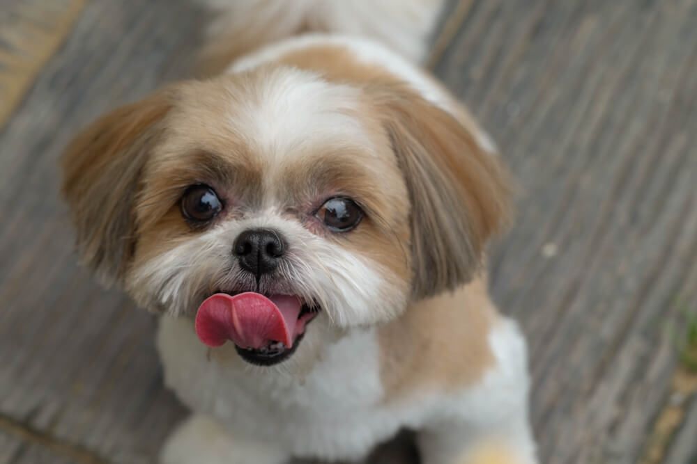 happy-Shih-Tzu-shows-off-her-fresh-new-hair-cut