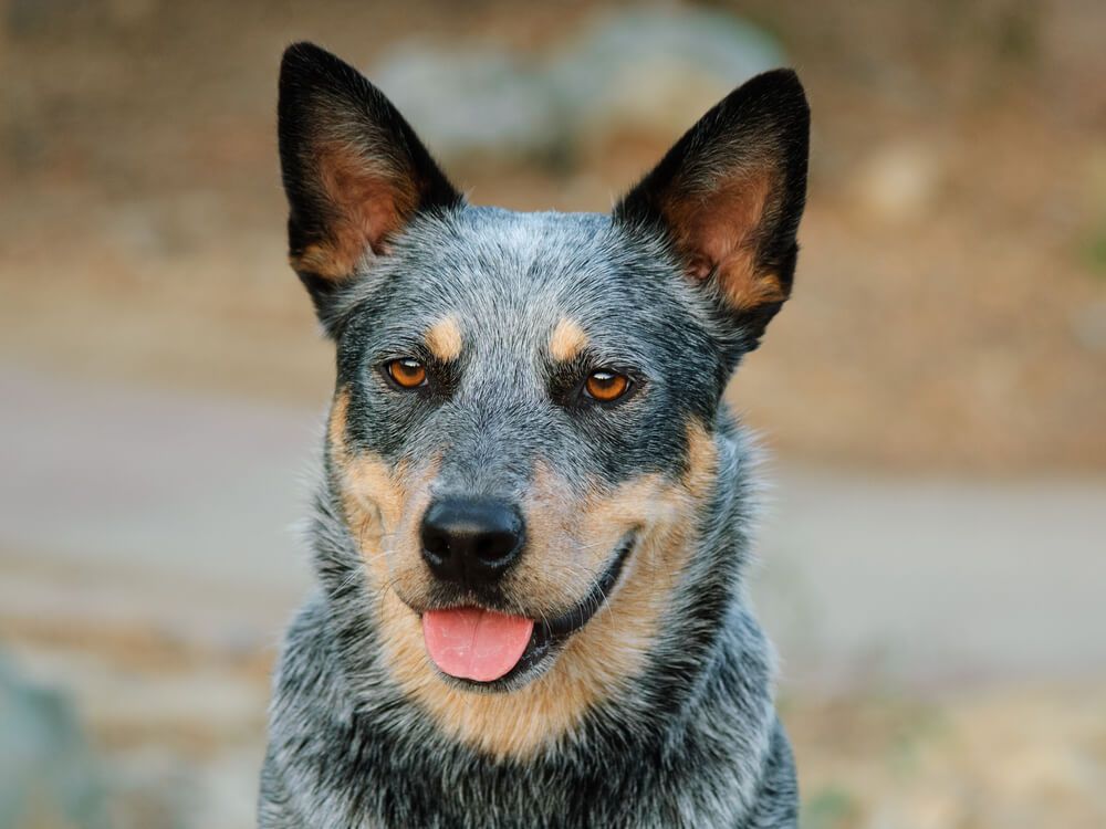 healthy-australian-cattle-dog