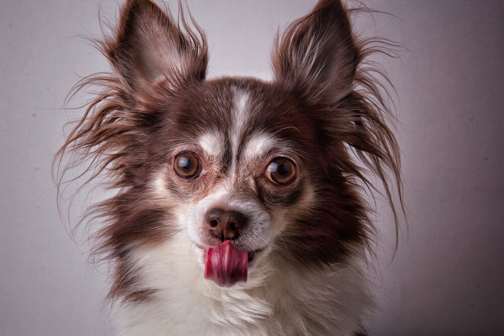 healthy-long-hair-chihuahua