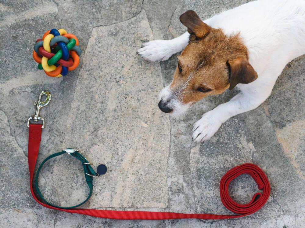 jack-russel-terrier-sits-surrounded-by-his-new-collar-leash-and-toy
