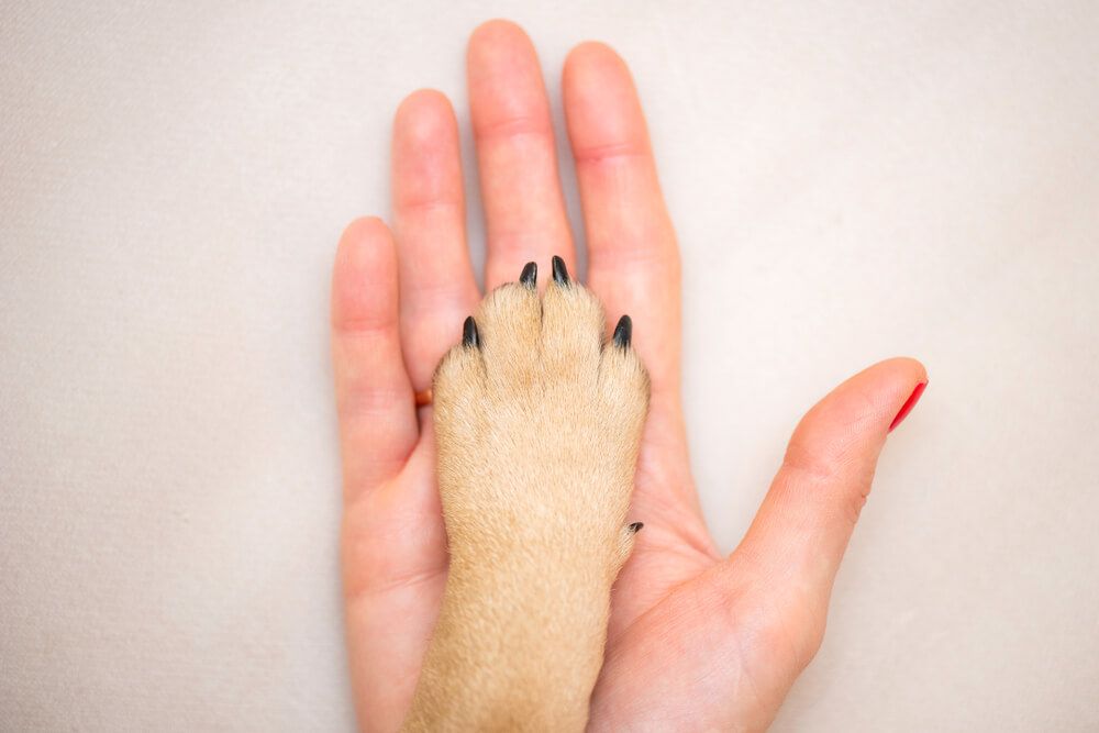 tiny-puppy-paw-sits-on-top-of-human-hand