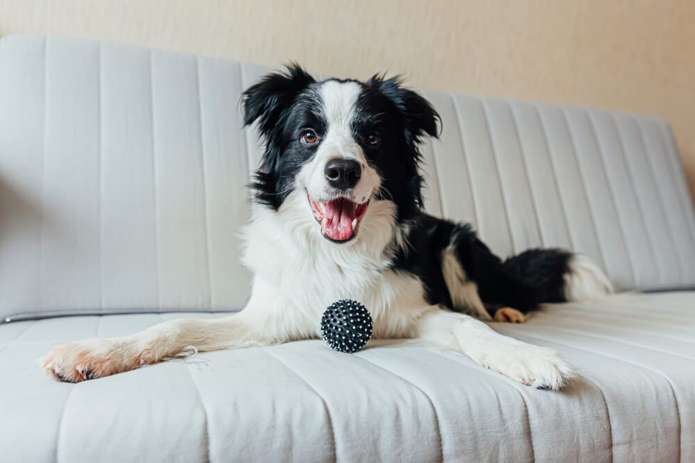 young-border-collie-poses-on-a-couch-with-a-toy-ball