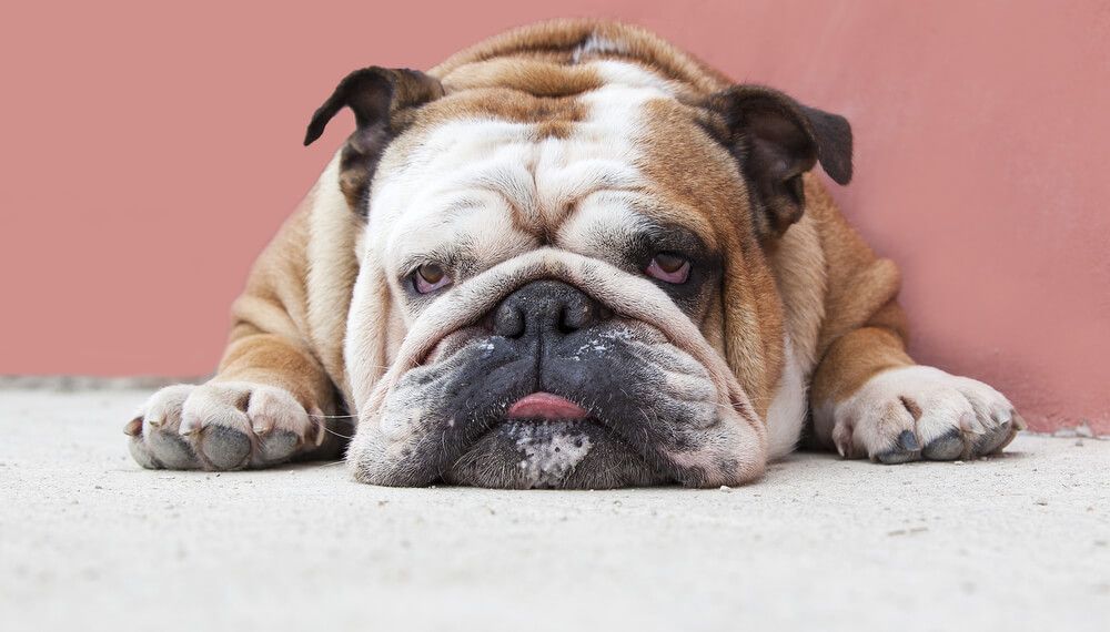 lazy-lethargic-english-bulldog