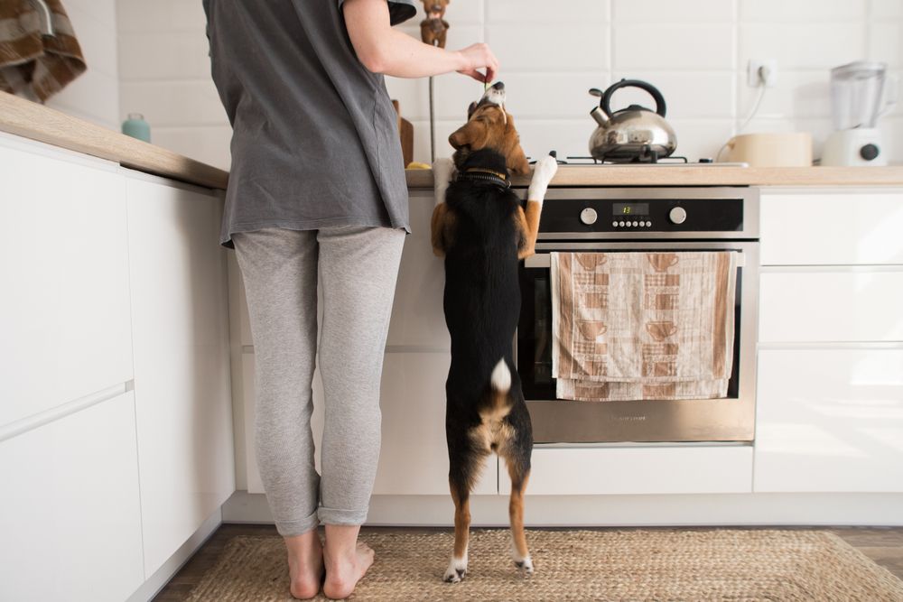 woman-and-her-dog-spend-the-day-in-the-kitchen-together-on-Thanksgiving