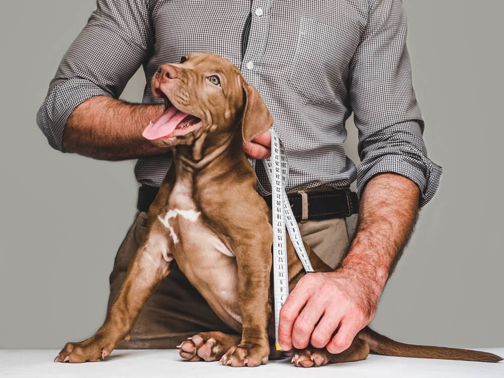 young-puppy-is-measured-by-man-in-dress-clothes