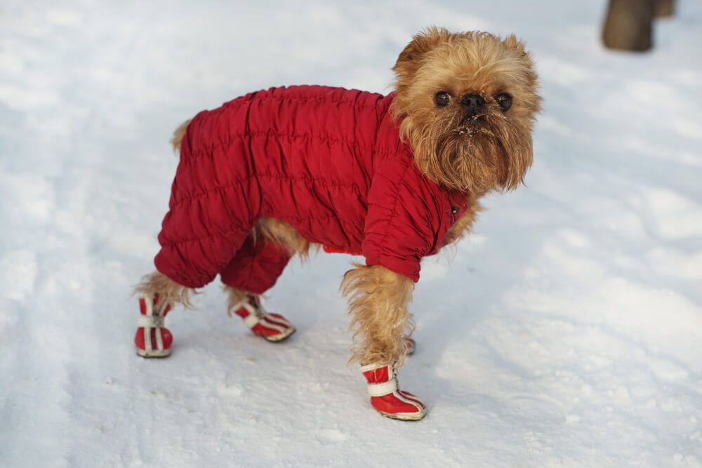 brussels-griffon-in-a-read-snow-coat-with-matching-boots