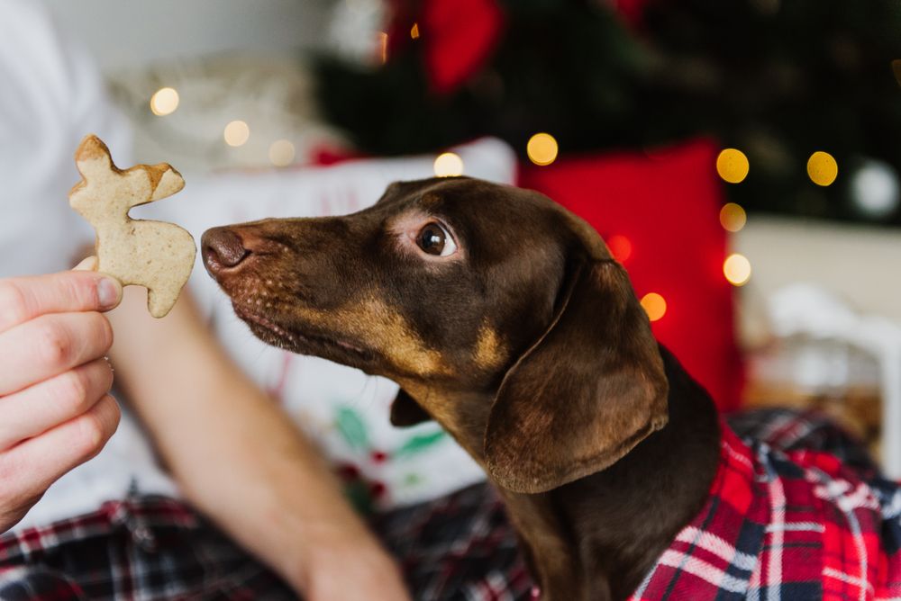 cute-dog-with-unfrosted-holiday-cookie