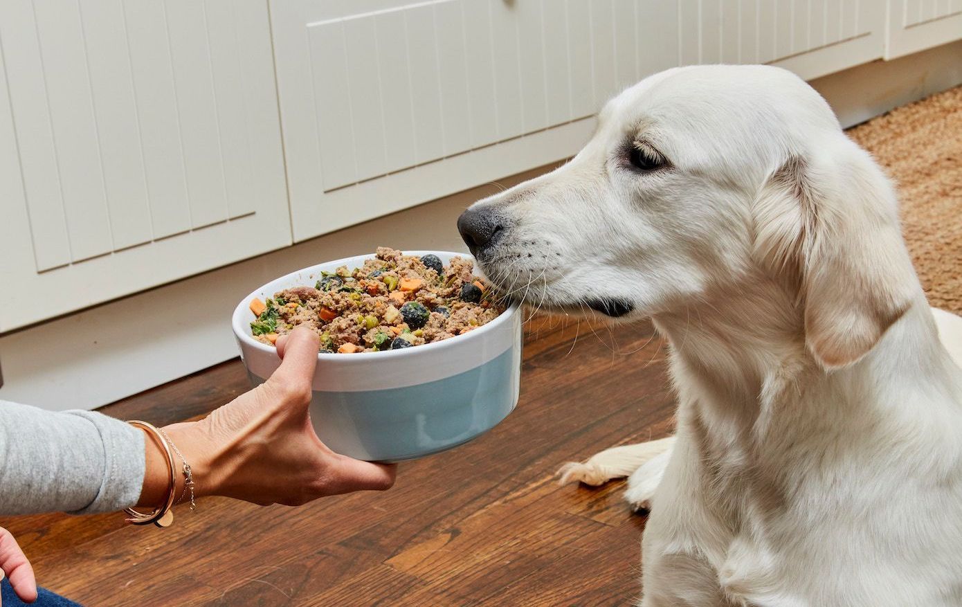 cute-white-dog-eats-fresh-ollie-dog-food-to-help-with-urinary-tract-issues