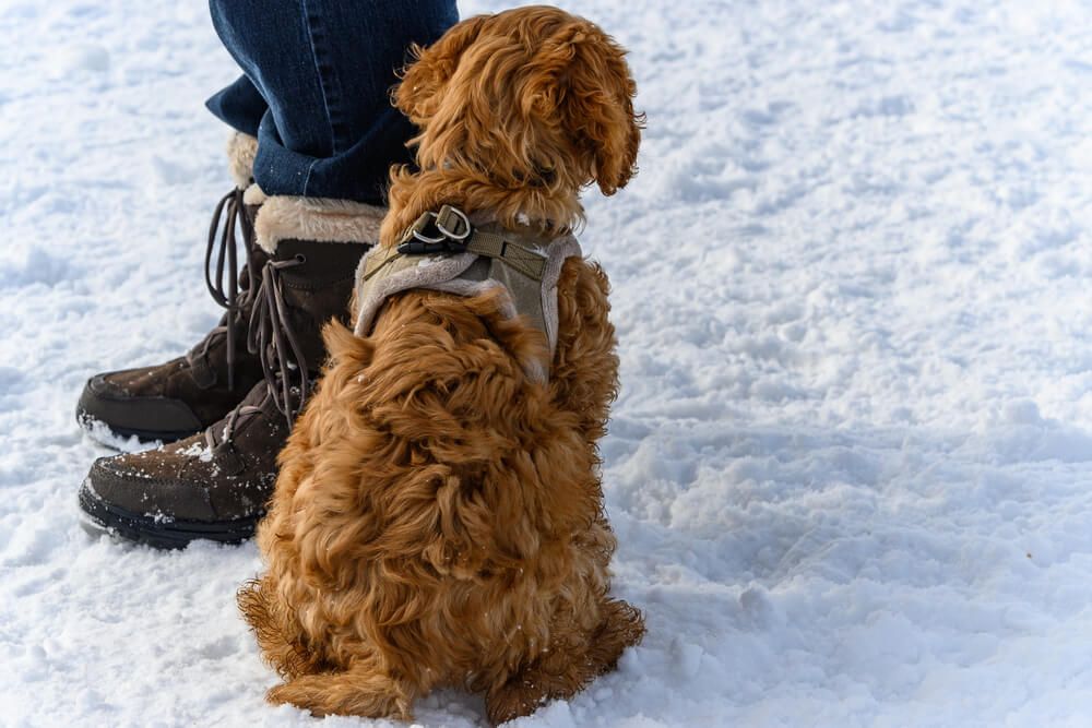 golden-doodle-about-to-set-out-on-a-winter-walk