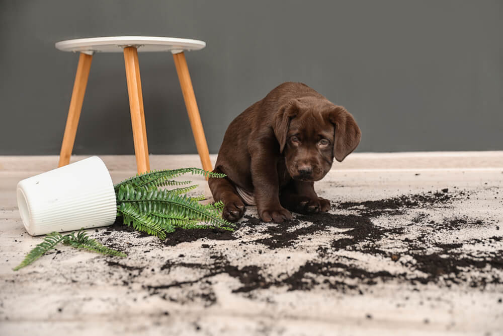 puppy-looks-ashamed-after-knocking-over-a-potted-plant