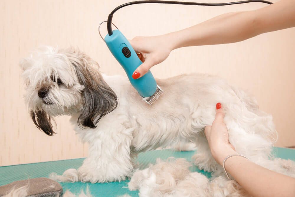 small-dog-gets-a-haircut-from-by-a-professional-dog-groomer