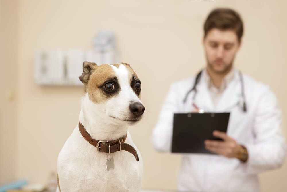 cute-dog-looks-unsure-at-vet-office-1